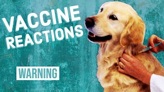 Vaccine Reactions in Dogs [upl. by Esiled]