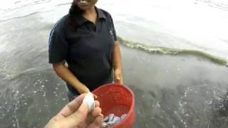 MENCARI KERANG MUSIM KERANG finding clam clam season [upl. by Nomzaj]