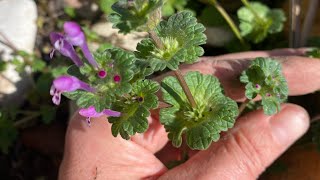 Henbit not just a backyard weed [upl. by Ulani]