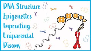 DNA Structure Epigenetics amp Imprinting Beautiful USMLE Lectures [upl. by Mccowyn]