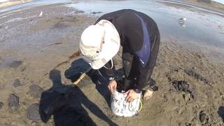 geoduck clam digging in california [upl. by Stein213]