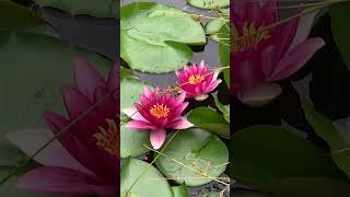 Beautiful water lilies  Gartenteich und Kois shorts nature water lilies garden pond [upl. by Naeerb]