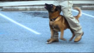 Police K9 Tactical Obedience [upl. by Rao]