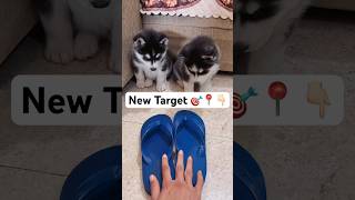 Problem with Husky puppies 🩴😭 Ep1 husky trendingsongs chor dog shorts [upl. by Gerty]