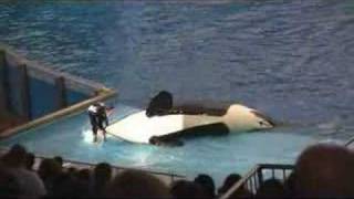 Sea World Shamu Fail [upl. by Leizo26]