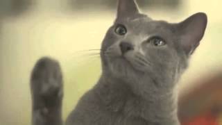 Cute cat commercial collection of Japan [upl. by Kcireddor]