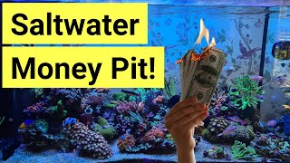 How Much Does It Cost To Set Up A Saltwater Tank [upl. by Sindee]