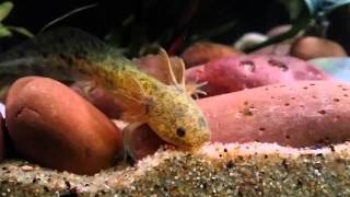 Gold amp Wild Type GFP Axolotls [upl. by Eislel176]