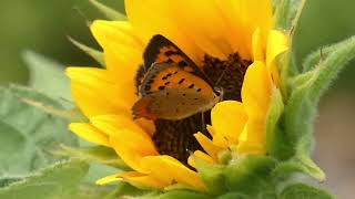 Small Copper Butterfly Visits Dwarf Sunflower for Nectar [upl. by Nnylimaj]