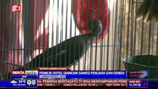 BKSDA NTB Sita Puluhan Satwa Langka dari Sebuah Hotel [upl. by Aihsel]