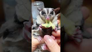 This silkworm is perfect for my baby today😋 cute sugarglider pets [upl. by Chico103]