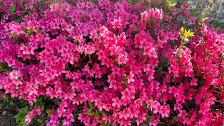 Can You Prune Azaleas In Autumn [upl. by Ayar]