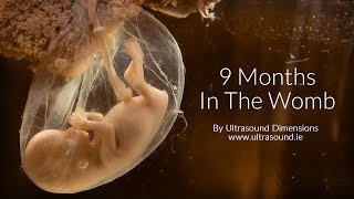 40 Weeks In The Womb by Ultrasound Dimensions [upl. by Oneal]