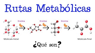 🍔 ¿Qué son las Rutas Metabólicas 🍕 Fácil y Rápido  BIOLOGÍA  QUÍMICA [upl. by Enitsirt422]