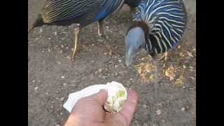 vulturine guinea fowls [upl. by Oxford]