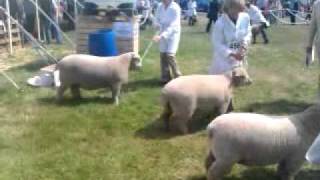 Tendring show 2 [upl. by Darwin]