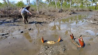 Season Crab  Catching Giant Mud Crabs at Swamp after Water Low Tide [upl. by Dlorad]