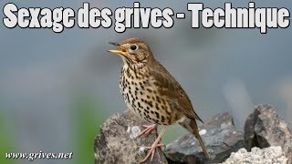 Sexage des grives  Technique pour grive ramageuse [upl. by Enylecoj]