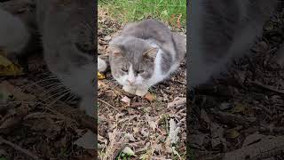 quotMeatheadquot is chillin after eating his breakfast cat cuteanimal rescue cats relaxing [upl. by Anoniw]