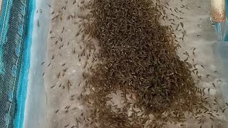 Tilapia Hatchery Management Episode 1 Hatchingincubation [upl. by Ynaffets]