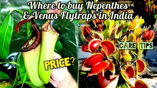 Buying a pitcher plant in India [upl. by Tegirb]