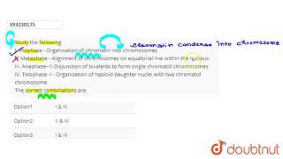 Study the following I Prophase  Organisation of chromatin into chromosomes II Metaphase  Ali [upl. by Laniger408]