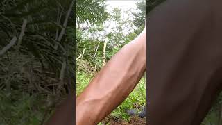 Harvesting cassava part 344 shorts farming cassava nature cassavaroots cassavafarming [upl. by Yartnoed431]