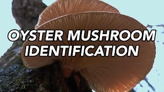 Oyster Mushroom Pleurotus ostreatus Identification with Adam Haritan [upl. by Avivah510]