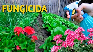 SOLUCIÓN DEFINITIVA para HONGOS con este FUNGICIDA CASERO para plantas huerto o jardín [upl. by Esoranna]