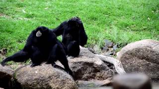 Singing Siamang Gibbon Pair at Taronga Western Plains Zoo [upl. by Ninnette]