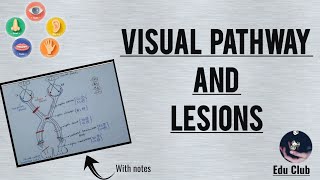 Visual Pathway Physiology and Lesions  Visual Field Defects  Special Senses Physiology [upl. by Amick747]