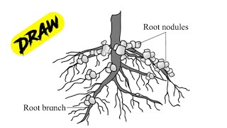 How to draw the diagram of root system of leguminous plant [upl. by Eaj841]