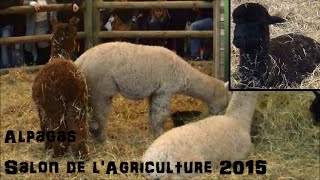 Alpagas  Vicugna pacos Linnaeus 1758  Salon de lAgriculture 2015  032015 [upl. by Gnah707]