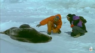 Weddell seals in Antarctica adapt to survive in the frozen water  Documentary [upl. by Auhsot]