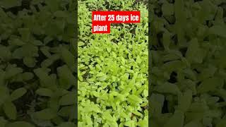 Germinating ice plant 🌱🤗🙏nepalisong youtubeshorts shorts iceplant gardening viralvideo [upl. by Ainolopa777]