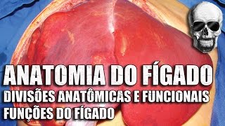 Vídeo Aula 150  Anatomia Humana  Sistema Digestório • Fígado Anatomia funcional e funções gerais [upl. by Warde]