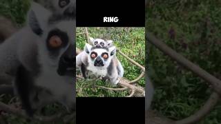 The Ringtailed Lemur  An Endemic Species Of Madagaskar 🤓 [upl. by Gilly]