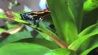 Poison Dart Frog Calling  Ranitomeya amazonica quot iquitosquot [upl. by Mohandis]