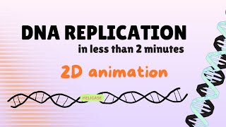 Replication of DNA in less than 2 Minutes  2D animation  Cell biology  Genetics [upl. by Carleen]