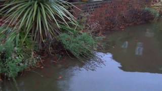 108 Moorside North Flood in garden 221116 [upl. by Naryk]