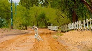 Island of Lemurs Madagascar  quotThe Lemur Dancequot Clip HD [upl. by Lenore]