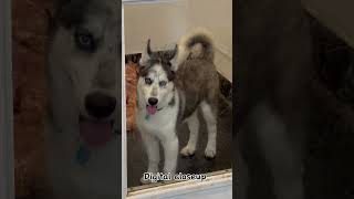 husky howling husky dog husky screaming husky puppies husky barking husky singing husky [upl. by Aek]