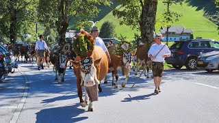 Almabtrieb am Achensee 2024 [upl. by Yentruoc181]