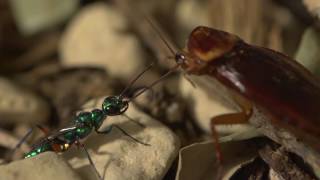 Jewel wasp pulling the antennae of an American cockroach [upl. by Gaal]