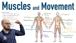 Muscles and Movement  Antagonist Pairs of Muscles [upl. by Vaden39]