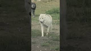 Wolf Pack On The Move wolves yellowstone wildlife wolfpack [upl. by Gary]