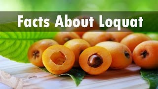 Interesting Facts About Loquat Fruit [upl. by Netram151]