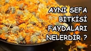 AYNI SEFA BİTKİSİNİN FAYDALARI NELERDİR [upl. by Nepil]