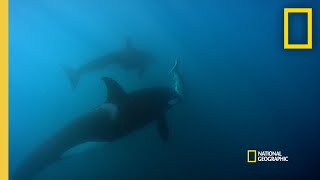 Orca Hunt Seven Gill Sharks  Orca vs Great White [upl. by Vanni]