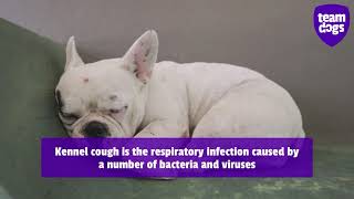 The symptoms of kennel cough in dogs [upl. by Laehcar253]